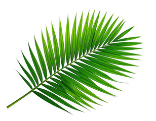A vibrant, textured green palm frond against a stark black background