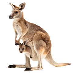Fototapeta premium kangaroo with baby isolated on transparent background png