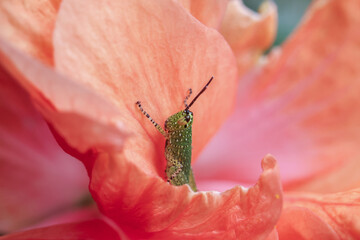 Tiny green grasshopper peeks out from vibrant pink petal, showing curiosity and wonder amidst nature delicate beauty
