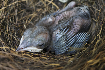Baby bird rests peacefully in its cozy nest, eyes closed in moment of quiet vulnerability and new life