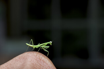Tiny green praying mantis perched on fingertip, showcasing its delicate form and predatory stance with subtle, curious gaze