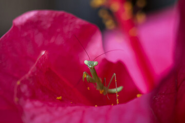 Small praying mantis with bright eyes peeks out from vibrant pink petals of hibiscus flower, exhibiting curiosity and alertness in this macro shot