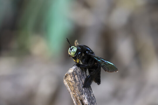 Close up macro of carpenter bee, revealing intricate details of its iridescent exoskeleton and compound eyes, conveying sense of natural wonder and buzzing energy of insect world