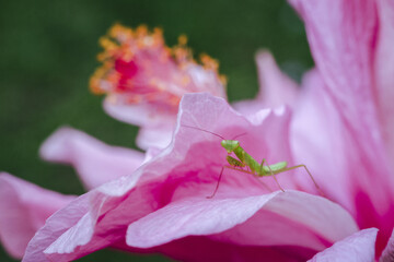 Tiny praying mantis rests on vibrant pink hibiscus flower, showcasing delicate details and sense of peaceful coexistence in nature