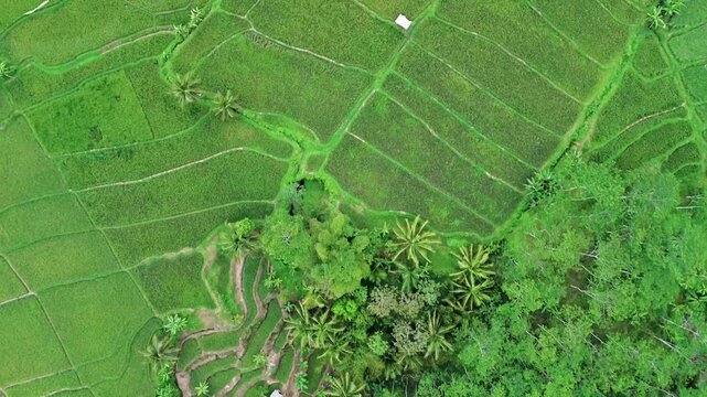 The Beauty of Terraced Rice Fields in Mount Kawi Malang | Aerial Drone View