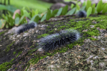 Fluffy caterpillar insect larva fuzzy texture nature outdoor wildlife macro close up hairy adorable cute segmented body crawling green moss stone natural background shallow depth of field sunlight