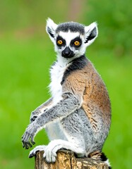 Obraz premium Ring-tailed lemur sitting on a stump