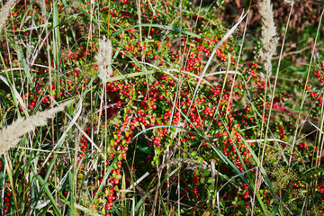 jarzębina, jarzębina czerwona, jarząb, jarząb pospolity, jarząb zwyczajny, sorbus aucuparia l. © Marcin Łazarczyk