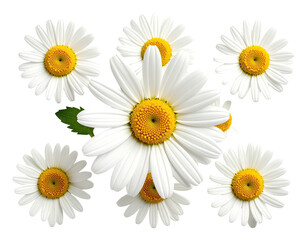 Cluster of vibrant daisies with white petals and golden centers, isolated on black