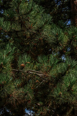pine tree branches