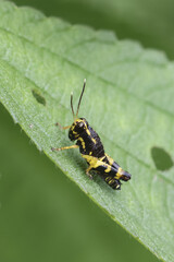 Small, vibrant grasshopper with striking yellow and black patterns sits alertly on lush green leaf, showcasing nature intricate beauty and an insect delicate form