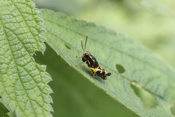 Small grasshopper with intricate black and yellow markings sits perched green leaf, showcasing its delicate antennae and patterned body. This tiny creature displays calm and attentive demeanor