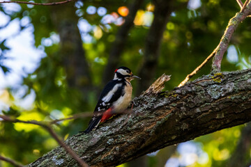 great spotted woodpecker