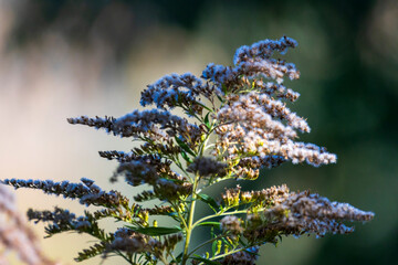 bunch of lavender