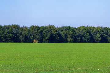 green field and blue sky