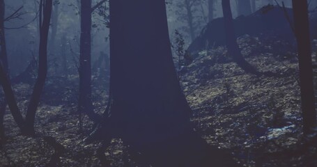 Tall trees tower in a dark forest illuminated by soft moonlight. Shadows dance on the ground, creating an atmosphere of mystery and tranquility. Leaves rustle gently in the quiet night.