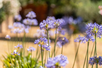 Fototapeta premium Blooming purple agapanthus flowers in summer garden