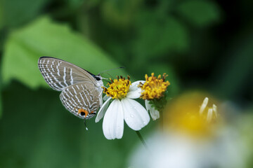 Small butterfly with striped wings rests on delicate white flower, displaying serene and natural beauty in this close up macro shot
