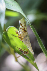 Three slender insects cling to bright green leaf, their delicate bodies and long legs creating an intricate, almost ethereal scene, conveying sense of quiet resilience and natural beauty