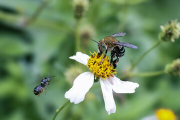 Bee collecting pollen from white flower, focused on nectar gathering, with another bee flying nearby, conveying sense of industrious nature and beauty of pollination in garden setting