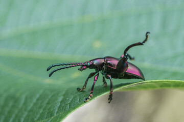 Striking macro shot captures vibrant purple beetle with an elongated snout poised on lush green...