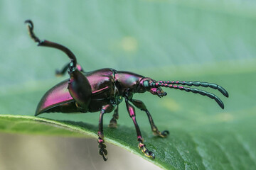 Close up side view of colorful, iridescent beetle with long antennae and prominent snout, showcasing its metallic sheen and intricate details lush green leaf, evoking wonder and curiosity about