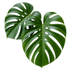 Two large green monstera deliciosa leaves with holes and veins leaf plant isolated on a transparent background