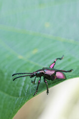 Purple iridescent insect with long antennae rests vibrant green leaf, its delicate legs gripping surface. It appears alert and curious, its metallic sheen reflecting surrounding light