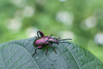 Vibrant, metallic purple beetle with intricate antennae rests on lush green leaf, its iridescent shell catching light with subtle sheen, evoking sense of natural wonder and delicate beauty