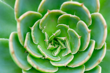 cactus close up
