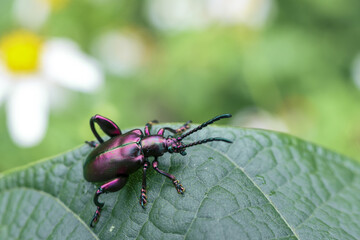 Close up, detailed shot of shiny, purple beetle with long antennae resting vibrant green leaf, showcasing its metallic exoskeleton and delicate legs, evoking sense of wonder and curiosity about