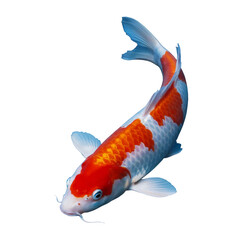 Vibrant Orange and White Koi Fish Swimming Gracefully Isolated Keywords: koi fish, carp, orange, white, swimming, aquatic isolated on a transparent background