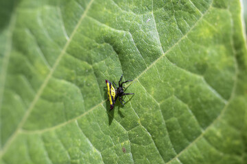Tiny jumping spider with yellow markings pauses on vibrant green leaf, its eyes keenly observing its surroundings with an air of focused curiosity