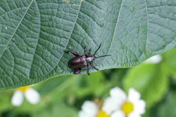 Close up view of dark, shiny beetle with delicate antennae rests calmly on vibrant green leaf, surrounded by soft focus white wildflowers, evoking sense of natural tranquility and wonder