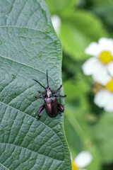 Close up macro photograph of metallic brown beetle with long antennae exploring vibrant green leaf garden setting. beetle appears curious and still, with soft focus white and yellow wildflowers