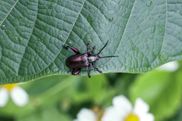Small, dark brown beetle rests on green leaf, its antennae extended, conveying sense of quiet observation in nature
