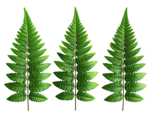 Three vibrant fern fronds, detailed with leaflets, emerge from the dark backdrop
