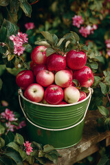 Bright apples filling a green bucket amidst blooming flowers in a garden