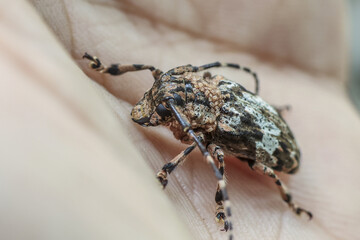 Close up, detailed macro photograph of longhorn beetle with intricate patterns its exoskeleton...