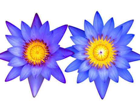 Two vibrant blue water lilies with yellow centers isolated on a black background