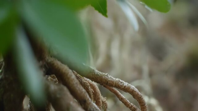 A close-up of intertwined, textured roots with water droplets