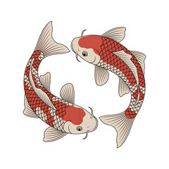 Two Red and White Koi Fish Swimming in Yin Yang Formation carp japan isolated on a transparent background
