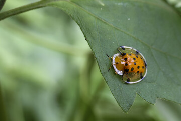 Tiny orange and black ladybug rests on vibrant green leaf, showcasing its intricate shell. Its presence evokes sense of delicate beauty and quiet wonder of nature small creatures