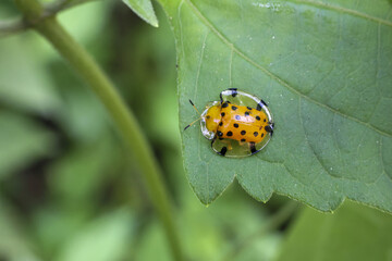 Tiny yellow beetle with black spots glistens with dew green leaf, showcasing nature delicate beauty and small wonders of insect world, evoking sense of peaceful observation and freshness