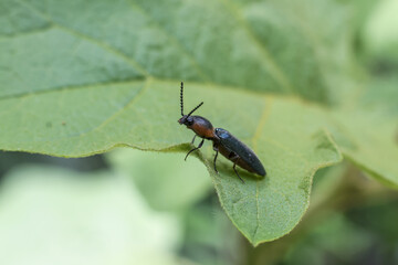 Dark brown click beetle rests on vibrant green leaf, its delicate antennae extended, showcasing its intricate insect anatomy and its tranquil moment in nature