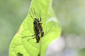 Two insects mating on green leaf, showing nature cycle and reproduction. Their bodies are intertwined, highlighting intimacy of this natural process