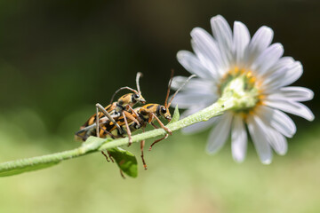 Two beetles mating white daisy with green stem, nature intimacy detail, macro photography, showing biological process, feeling of continuity and natural life cycle close up view of insect