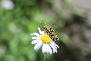 Delicate butterfly rests on white daisy, its intricate wings displaying beautiful pattern. natural scene evokes sense of peace and wonder