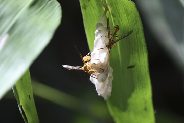 Small, delicate insect emerges from its cocoon on vibrant green leaf, symbol of transformation and new beginnings. scene captures moment of vulnerability and wonder in nature cycle