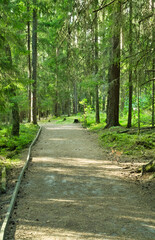 Boardwalk pathway through lush forest landscape during daytime under sunlight.